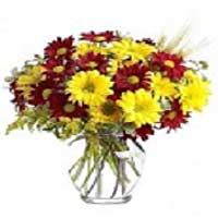 All their wishes will come true when they receive this bright and sunny flower a...