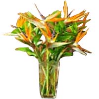 Thrill them with a bouquet that's truly from Paradise! A luxury bouquet to impre...