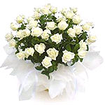 The gorgeous bouquet of 25 white roses are accented with lush greens that offers...