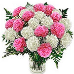 Mixed Carnations in Vase