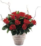 Red roses arrangement (pottery vase included)...