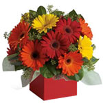 Brighten their day with this exuberant burst of be...