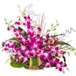 Classic Orchid Basket