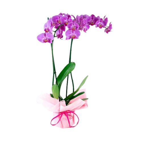 Pink orchids have long been known as symbols of tr......  to Campos dos goytacazes