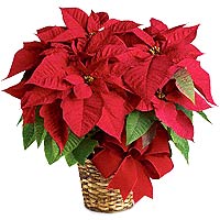The red poinsettia has been a holiday favorite for...