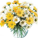 This daisy bouquet contains a mix of the season's best colors. The flowers arriv...