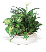 A lovely array of cheerful plants is just the right size for a mid-size desk or ...
