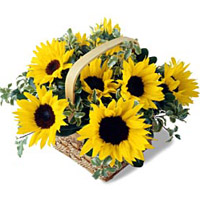 This basket overflows with sunflowers and good cheer....