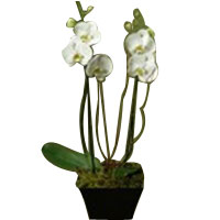 White Phalaenopsis Orchid