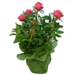 Beautiful potted rose. Rose delivered a beautifully decorated nonwoven. ...