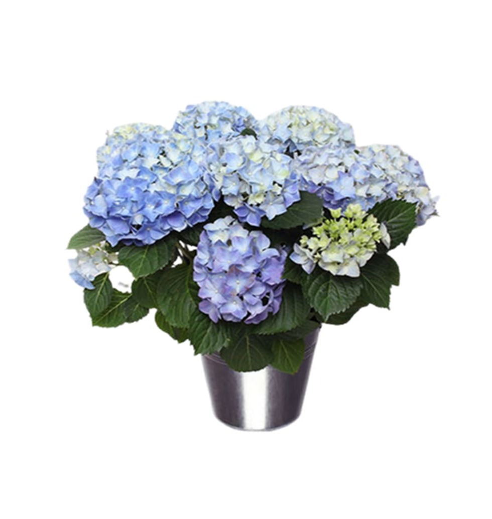 Hydrangeas are very attractive looking flowing plants.A garden flower with show ...