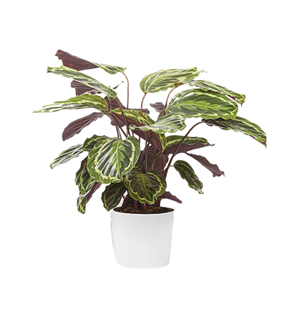 Lets enjoy your lazy time with the beauty of nature. This basket with Calathea h...