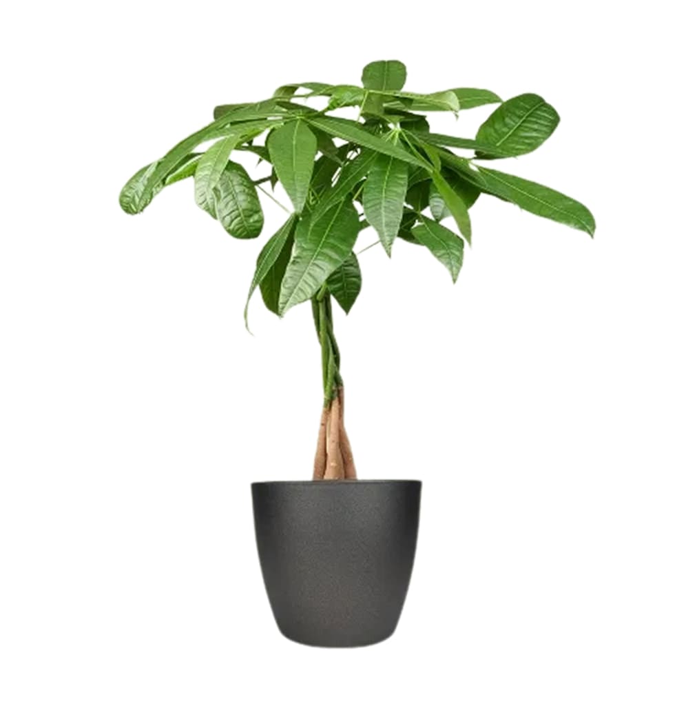 This plant is supposed to enhance the cash flow in the space it sits in and that...