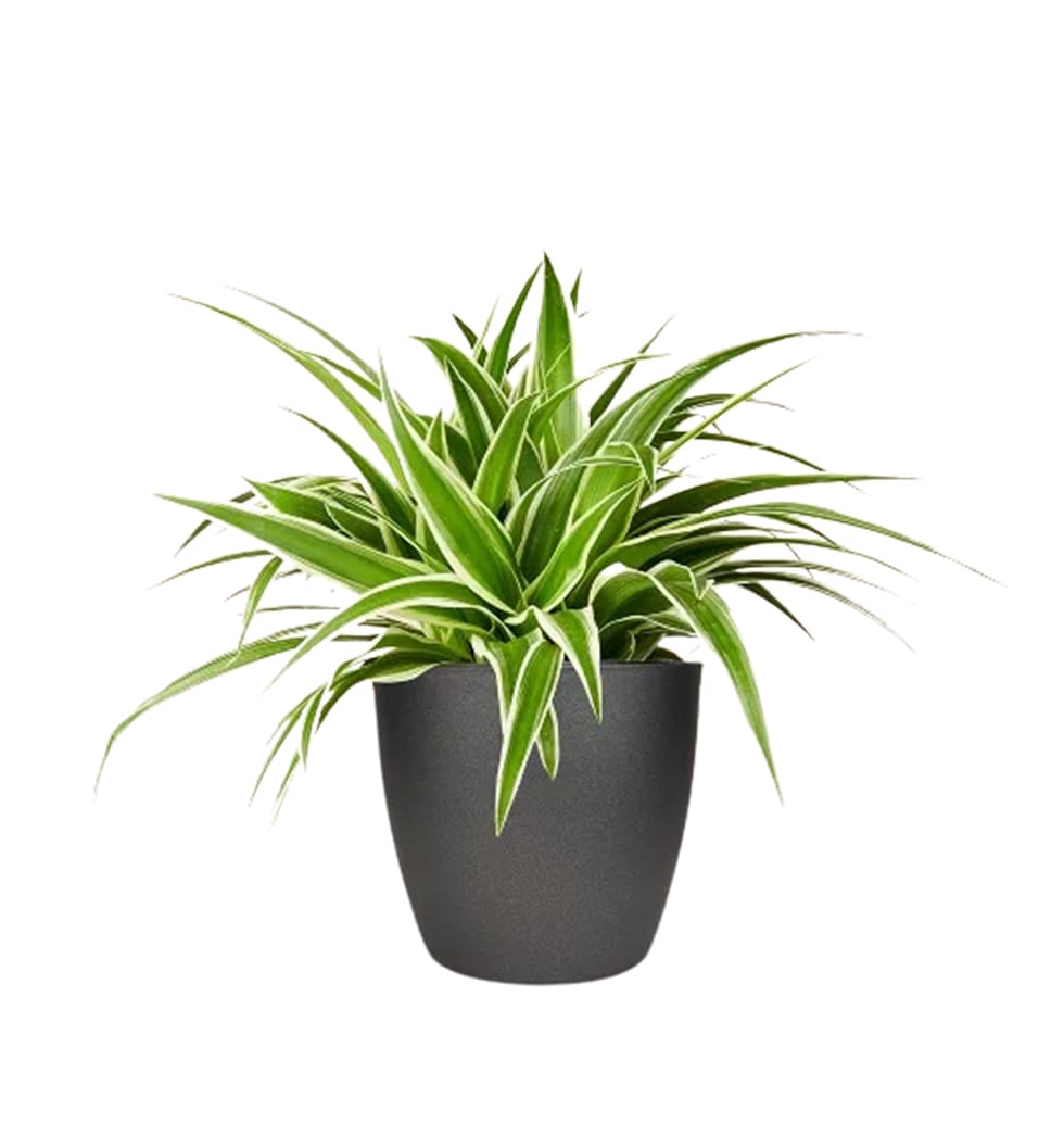Long and green with white variegation, the air-cleaning properties of this plant...