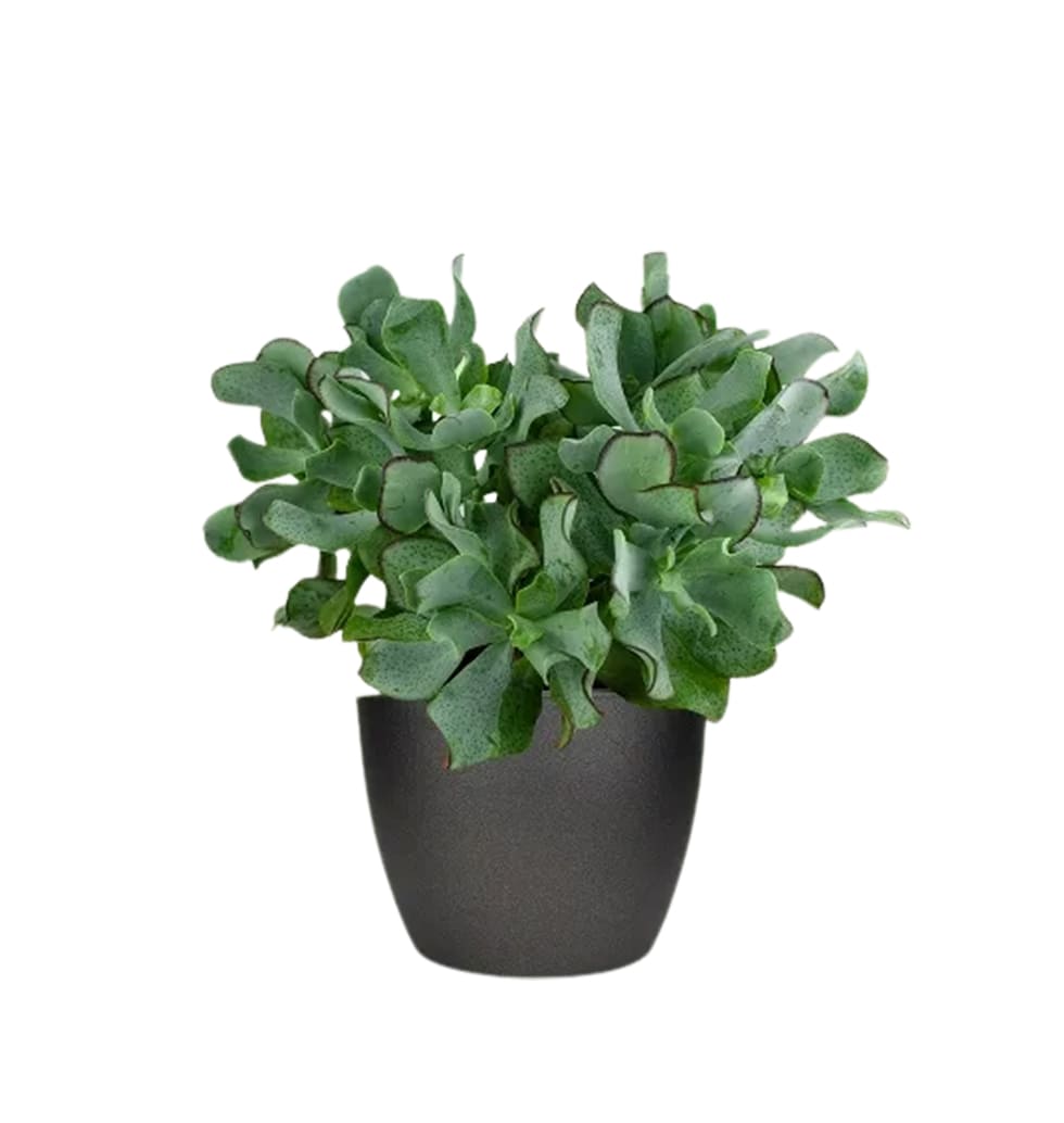 Crassula arborescens is easy to care for and can survive extended periods of neg...