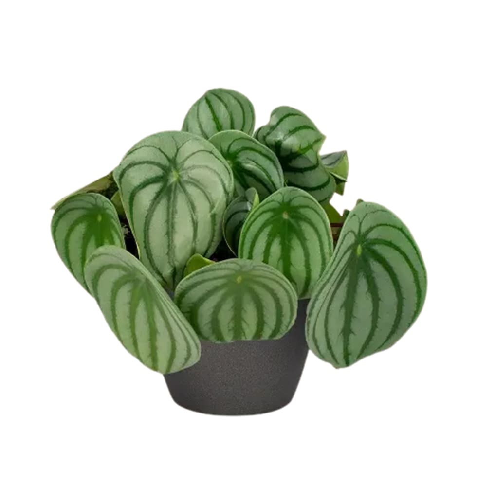 This one-of-a-kind plant has a straightforward appearance. It is long-lasting, s...