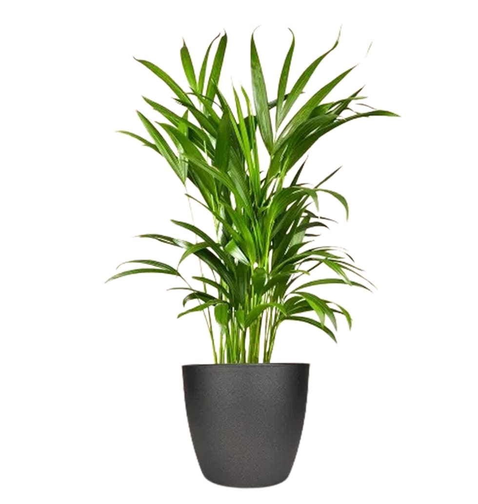 The Kentia Palm is an excellent option for growing palms inside. It is a low mai...