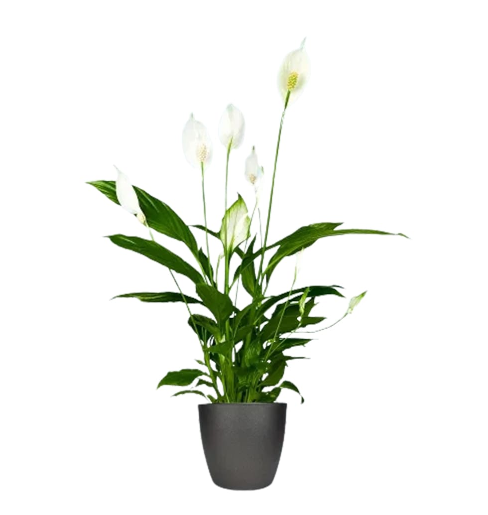 One of the most well-known plants is Spatiphylium. It has pretty white flowers. ...