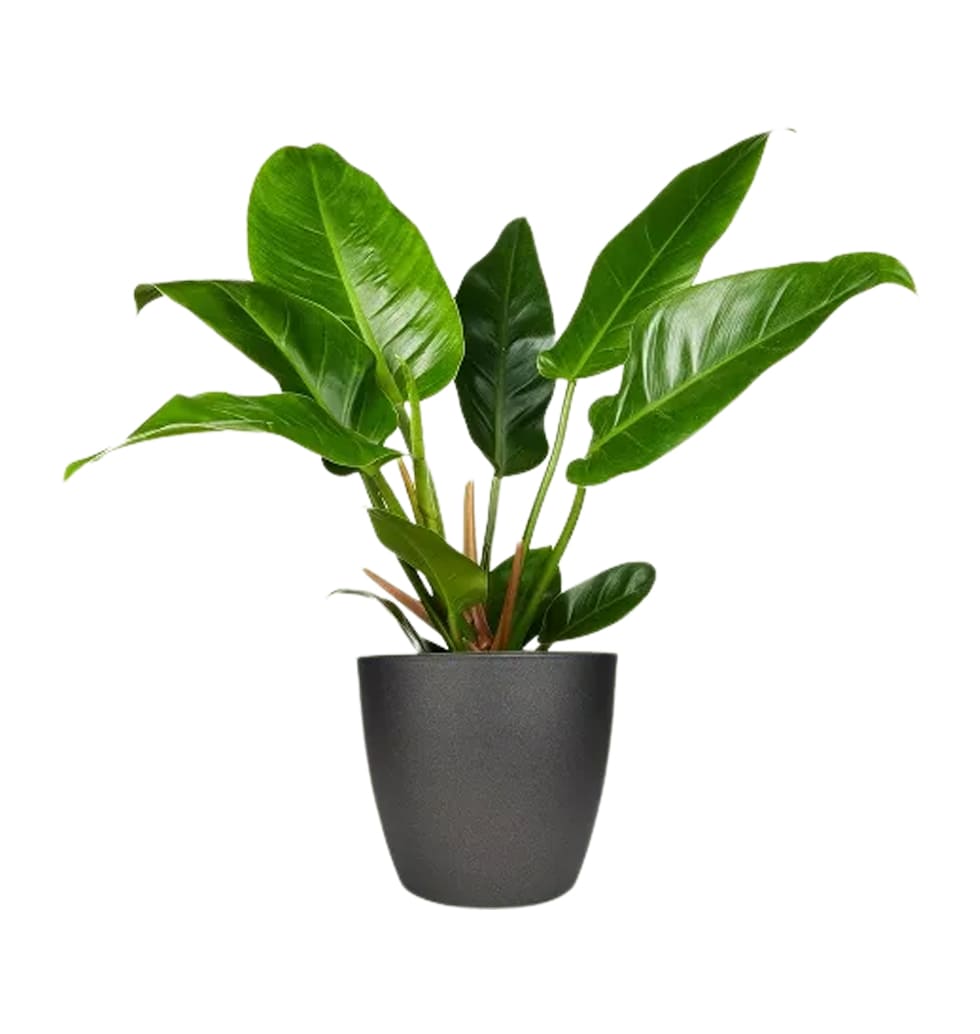The big, rigid, glossy-green leaves of the Philodendron Imperial Green never fai...