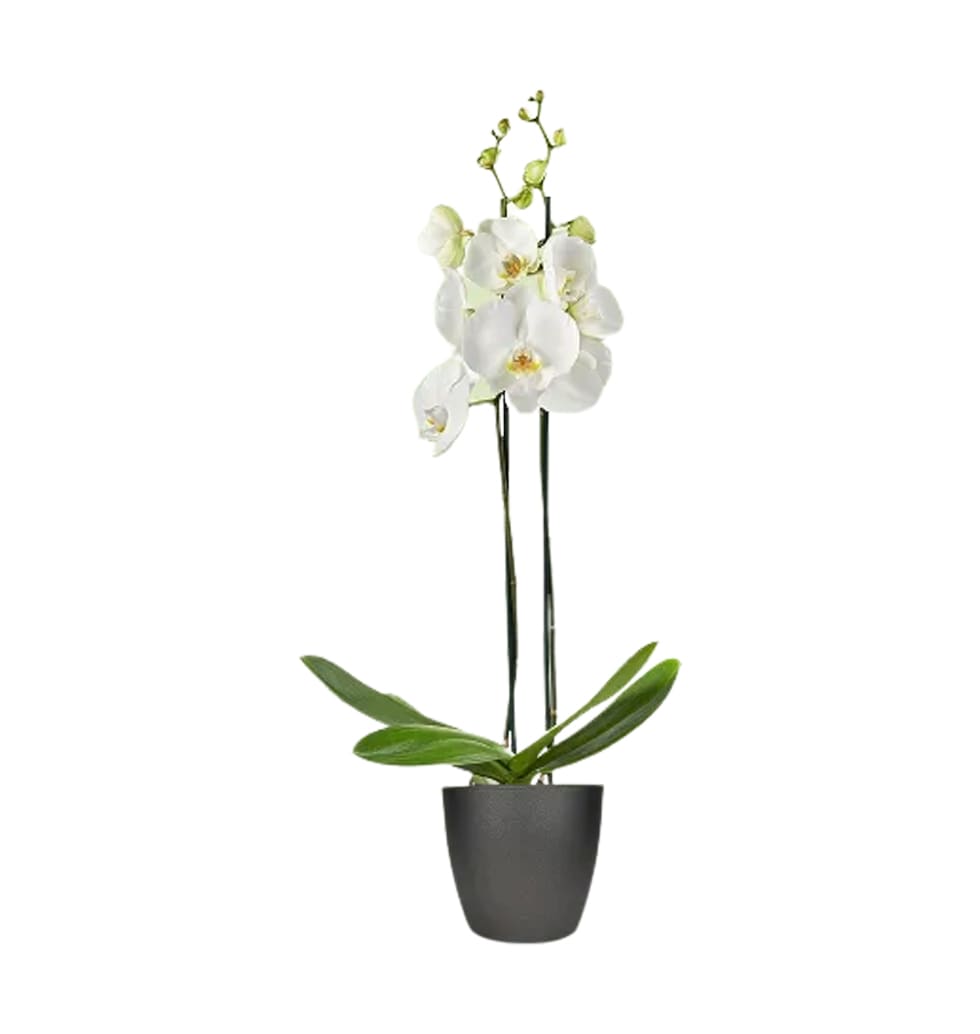 Fresh orchids are a symbol of purity, but they also represent faith, humility, s...