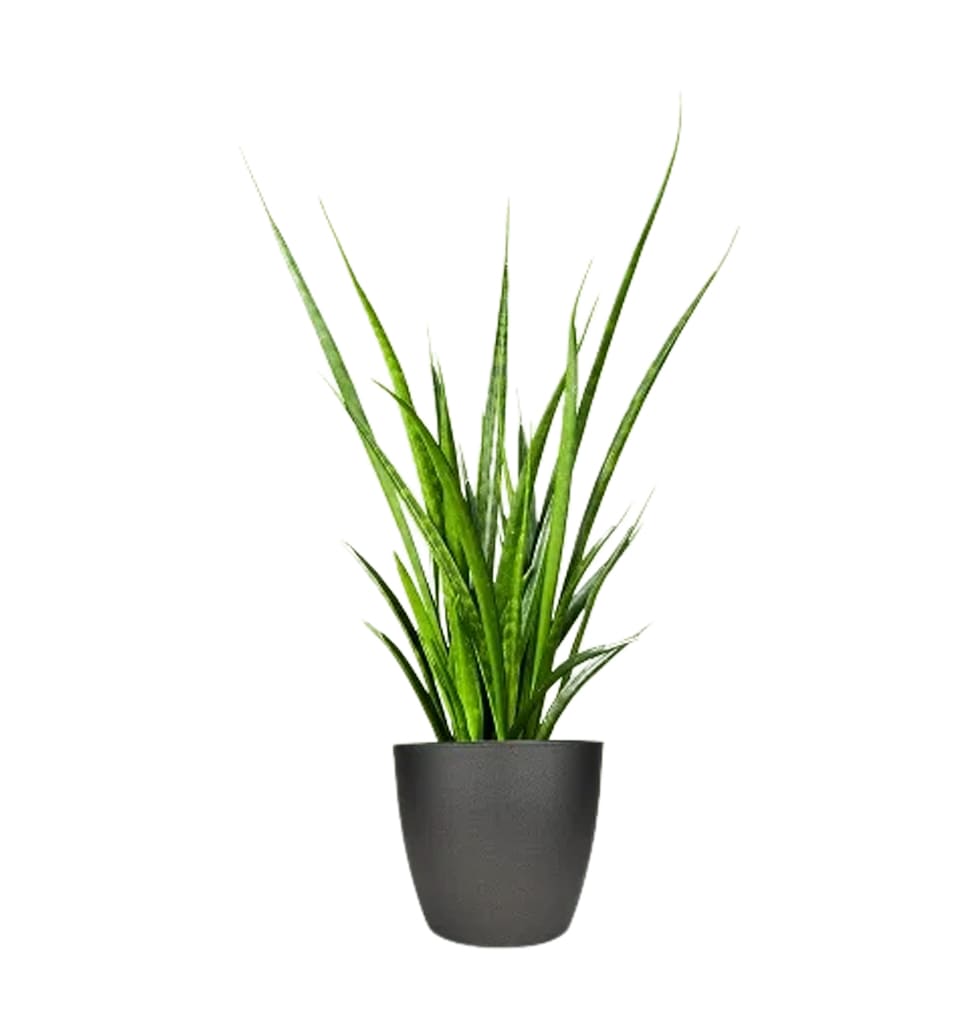 You can anticipate a new robust design and durability with Bow Hemp Plant. This ...