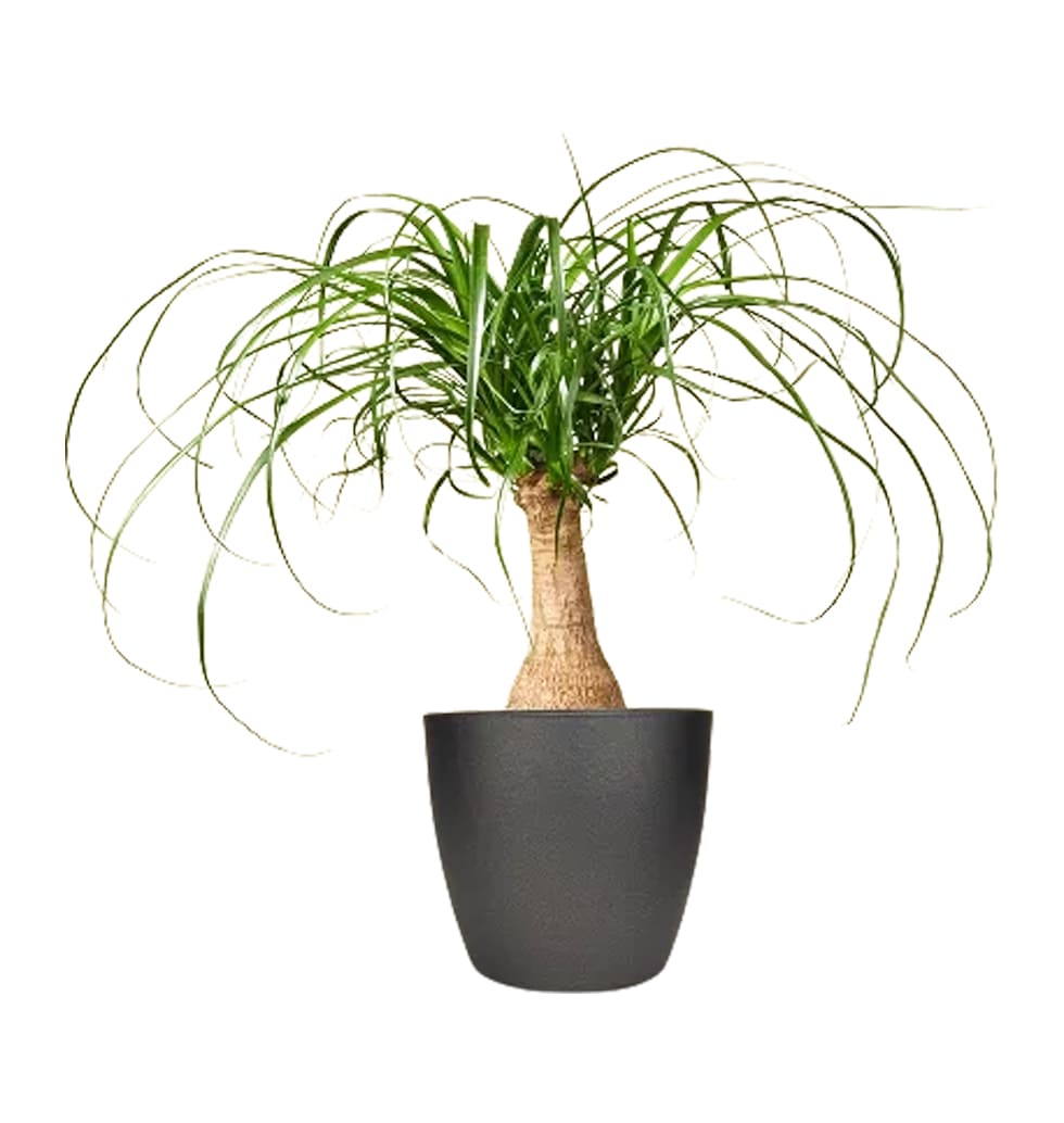 This almost indestructible, low-maintenance houseplant will brighten up any room...