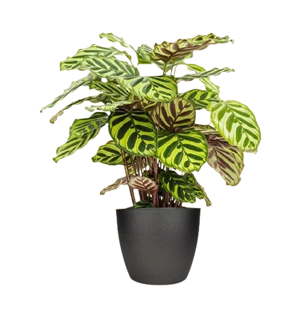 If youre a fan of prayer plants, put Calathea makoyana on your list. With its so...