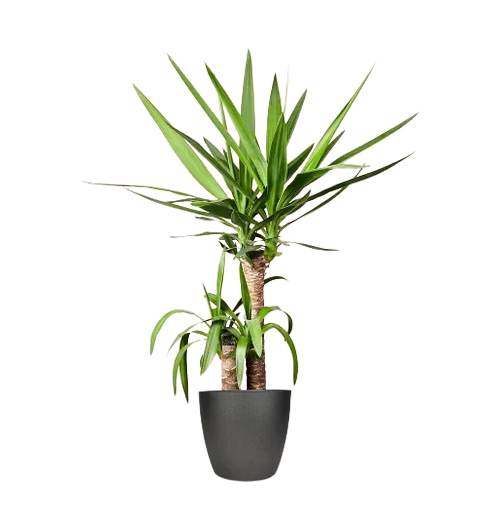 Make a strong statement with this hardy plant. Yucca plants are famed for their ...