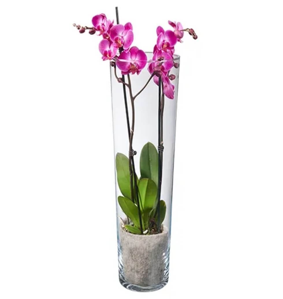A gorgeous seasonal vase arranged with pink orchids. Giving the gift of flowers ...