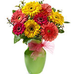 This bouquet is made of mixed bright Gerberas and ...