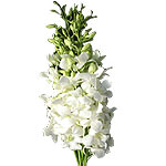 Send someone special, these charming orchids. They...