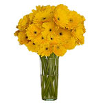 Gerberas are the symbol of mothers love. An ideal ...
