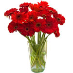 These 10 stems of red gerberas are a traditional g...