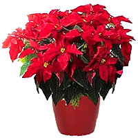 New Year Poinsettia plant