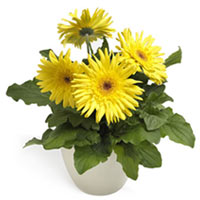 Gerbera in a pot