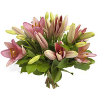 Here is a prise selection for the lily lovers out there! A benevolent offering o...