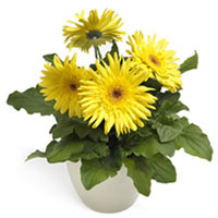 Potted, yellow Gerberas are the perfect solution for those that never want their...