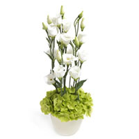 A simple and simply great arrangment with true white Eustoma blooms and a soft m...