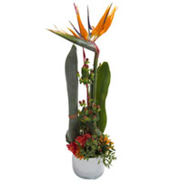 Tropical exuberance brought home! The notorious Bird of Paradise brings feelings...