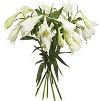Stylish and elegant bouquet of white lilies. About 6 stalks.<br>Bouquet wrapped ...