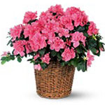 Pink Azalea - by Beach House Florist 