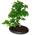 Bonsai Carmona 