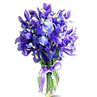 Blue Irises