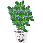 The  money tree plant is a perfect gift for a co-w...