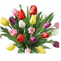 Bouquet of multicolored tulips for your loved one ......  to Ust - katav