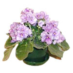 This classic violet plant is grown in Russian gree......  to Noviy Urengoy