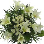 Casablanca Lilies