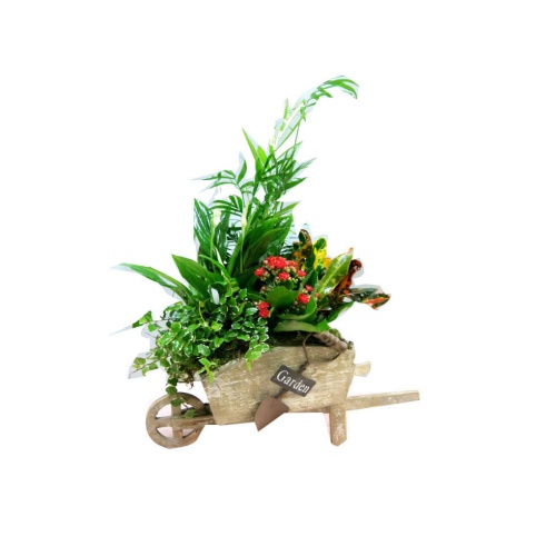 My wheelbarrow holds plants, flowers, and other ya...