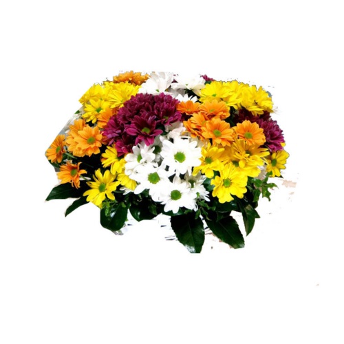 A basket of assorted daisies is a vibrant, colorfu...