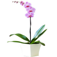 This divine single stem orchid is sleek and gracef...